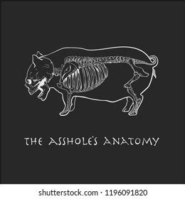 asshole|The Anatomy of Assholes .